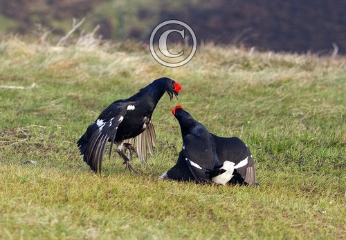 Pair Black Grouse Fighting DM1025